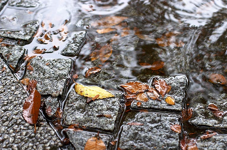 Autumn leaves in the rain