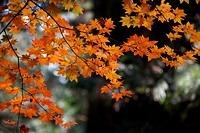 _MG_0741.jpg