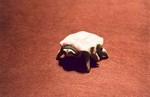 beetle std
