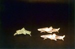 sharkattack std