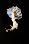 VincentMushroom1429